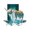 Scottish Highland Cattle Portrait