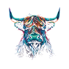 Scottish Highland Cattle Portrait