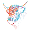 Scottish Highland Cattle Portrait