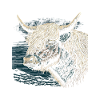 Schottisches Hochlandrind Porträt