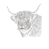 Scottish Highland Cattle Portrait