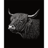 Scottish Highland Cattle Portrait