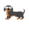 Teckel de vrais hommes