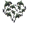 Herz Wal Orca Schwertwal