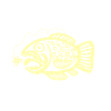 truite inca