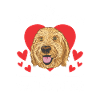 Mon Goldendoodle est ma Saint-Valentin