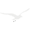 Gull
