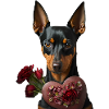Miniature Pinscher Valentine's Day