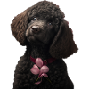 Caniche Saint-Valentin