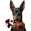 Pinscher miniature Saint-Valentin