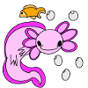 Axolotl