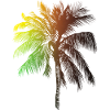 Tropiska stranden Paradise Palm Rainbow 1