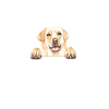 Labrador