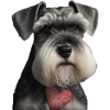 Schnauzer Saint-Valentin