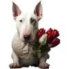 Bull Terrier Saint-Valentin