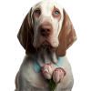 Bracco Italiano Saint-Valentin