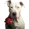 Dogo Argentino Saint-Valentin