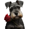 Chemise Schnauzer Saint-Valentin