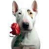 Bull Terrier Saint-Valentin