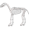 Un squelette de cheval
