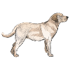 Retriever Golden Dog sød sød skrifttype