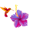 Hibiscus with hummingbird