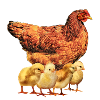chick hens