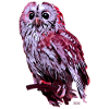 Hibou pourpre