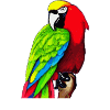 Joli oiseau perroquet