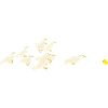 Ducks and rubber ducks