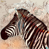 Zebrakopf