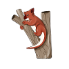 Cartoon Tree Kangaroo