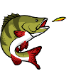 Pesce persico Pesce predatore Pesce