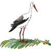 Stork bird