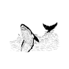 Whale Watching Squad