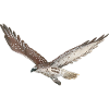 Goshawk