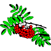 Mountain ash