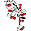 Cerises