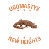 Uromastyx appetit nå nye højder Sjovt