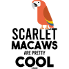 red parrot ornithology bird