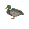 Jagen Jäger Bird Hunt