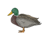 Chasse chasseur d’oiseaux