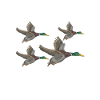Chasse chasseur d’oiseaux