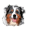 Australian Shepherd