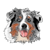 Australian Shepherd
