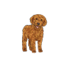 Labradoodle Chien