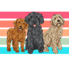Labradoodle Dog