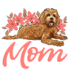 Labradoodle Dog
