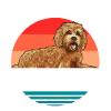Labradoodle Dog