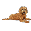 Labradoodle Hund